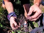 GROWING the soil food web with WORMS